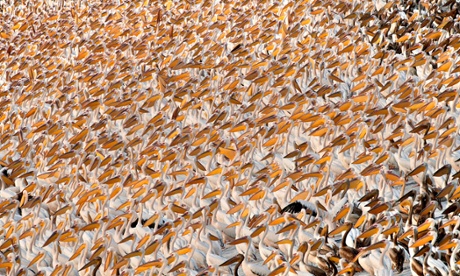 white pelican on migration refuel in Israel