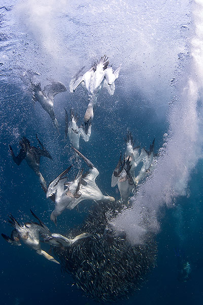 BirdLife South Africa: Oceans of Life photo competition 2013