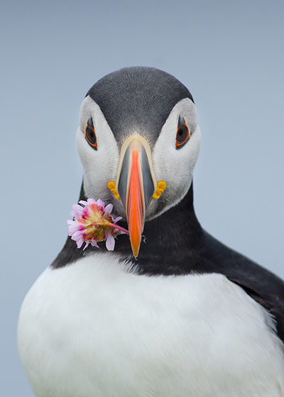 BirdLife South Africa: Oceans of Life photo competition 2013