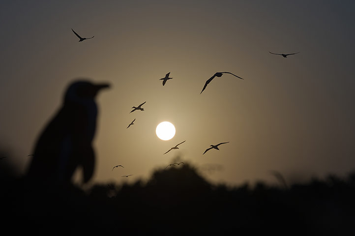 BirdLife South Africa: Oceans of Life photo competition 2013