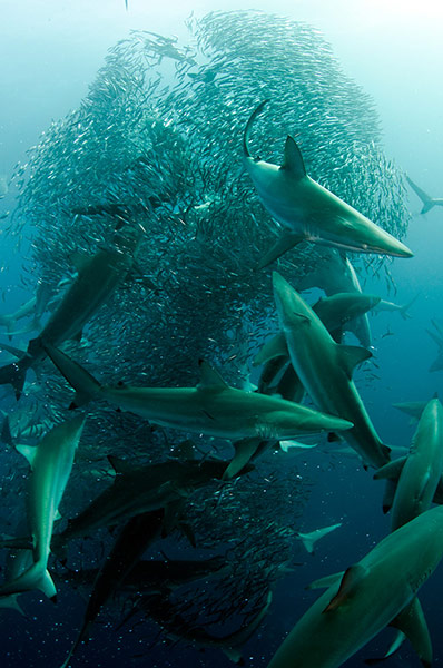 BirdLife South Africa: Oceans of Life photo competition 2013