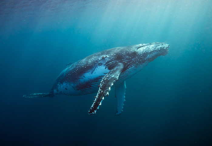 BirdLife South Africa: Oceans of Life photo competition 2013