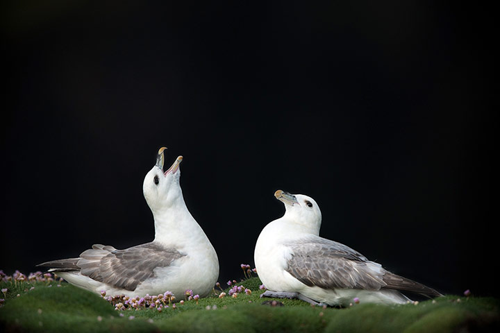 BirdLife South Africa: Oceans of Life photo competition 2013