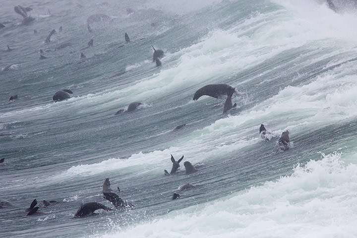 BirdLife South Africa: Oceans of Life photo competition 2013