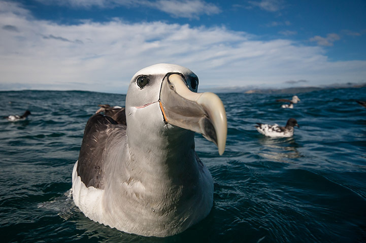 BirdLife South Africa: Oceans of Life photo competition 2013