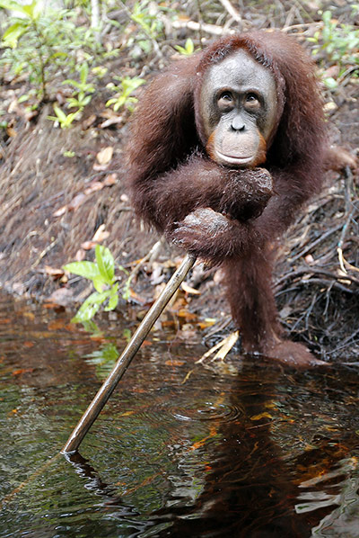 Orangutans at Camp Leakey: Pole vault