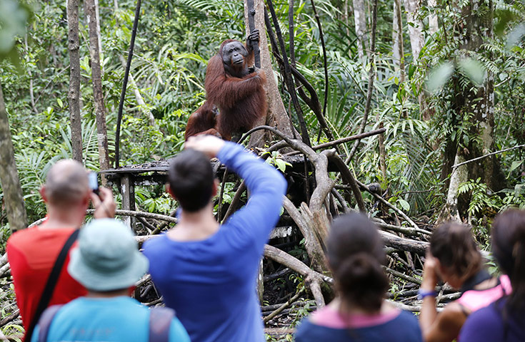 Orangutans at Camp Leakey: Photo shoot
