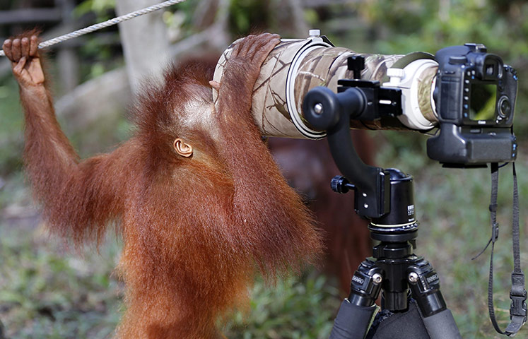 Orangutans at Camp Leakey: Photographer