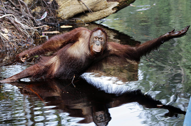 Orangutans at Camp Leakey: Morning stretches