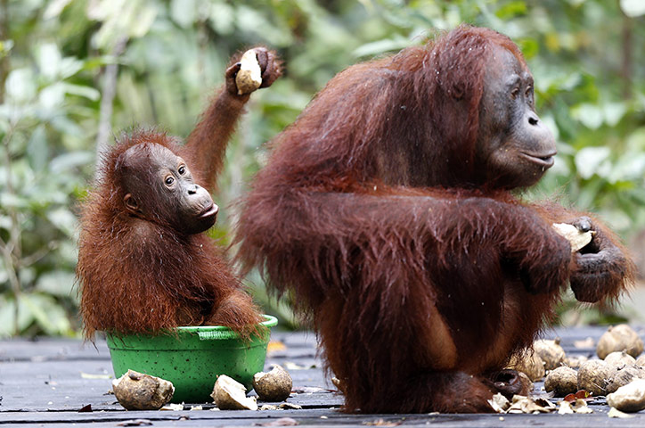Orangutans at Camp Leakey: Potato auction