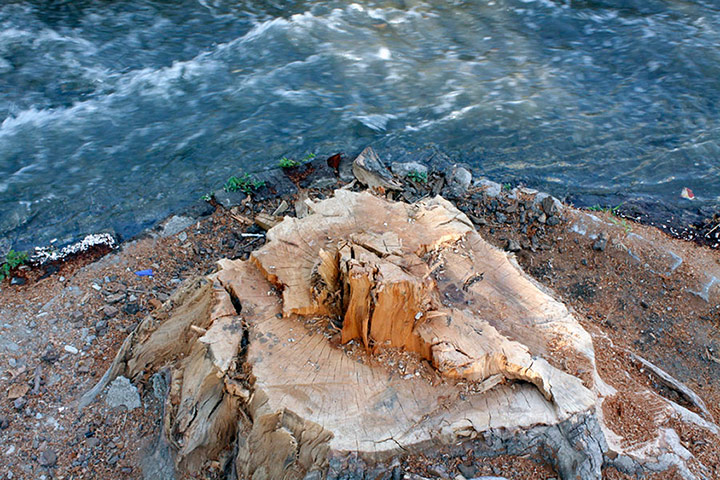 Chenar trees: Chenar trees