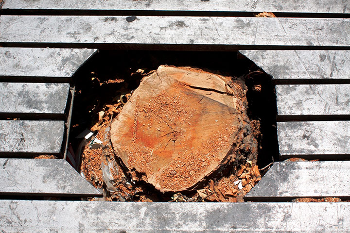 Chenar trees: Chenar trees 