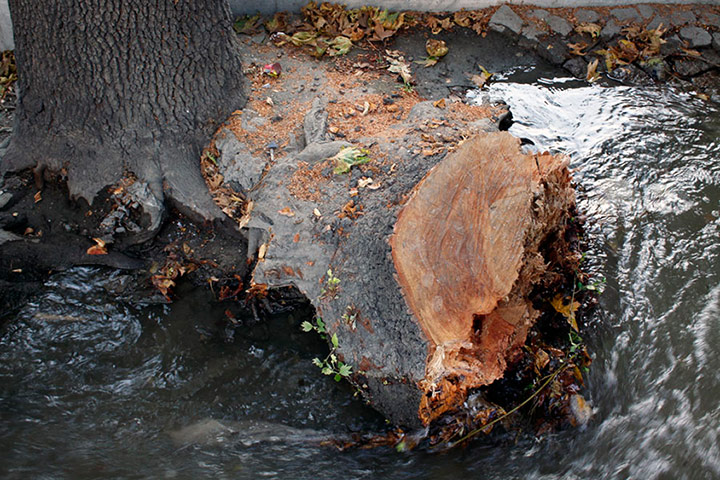 Chenar trees: Chenar trees