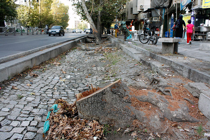 Chenar trees: Chenar trees 