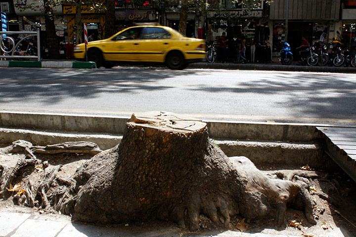 Chenar trees: Chenar trees=