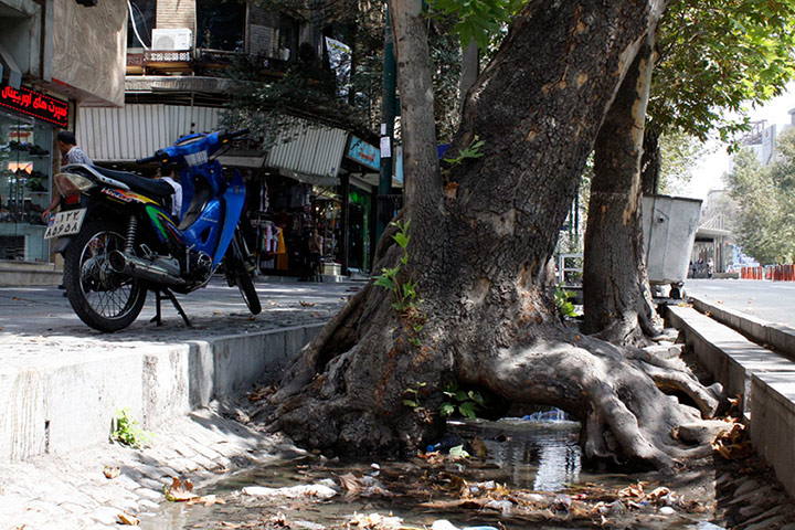 Chenar trees: Chenar trees