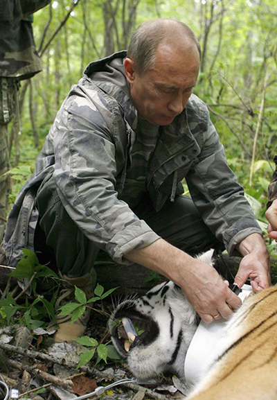 Putin and Abbott: Putin attaches a GPS tracker to a tiger