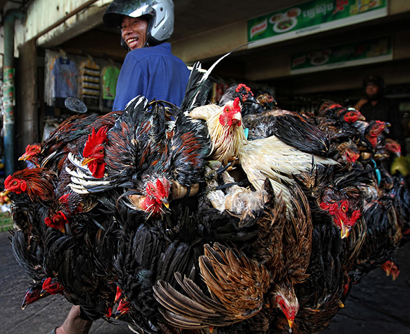 CBRE winners: 8am - Chickens are transported to market (Cambodia)