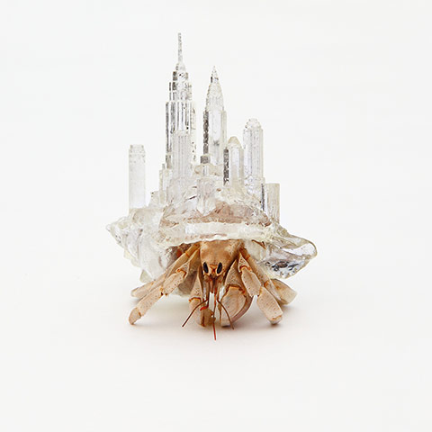 Hermit shells: NYC