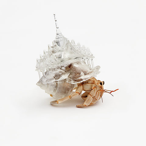 Hermit shells: Bangkok