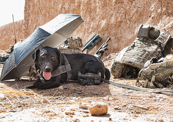 Army Photographic winners: 'Hot under the collar' by Cpl Jamie Peters RLC. A Military Working Dog (MWD