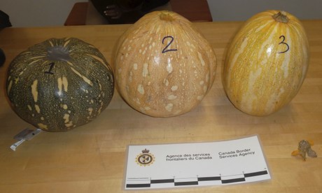 Pumpkins confiscated by Canadian border officials in a Montreal airport