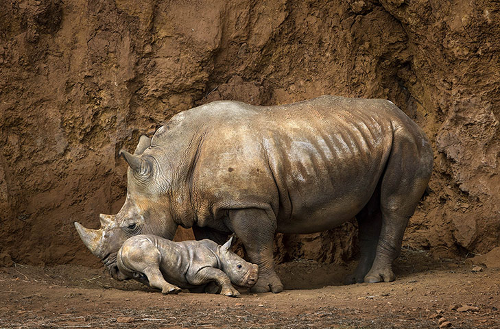 20 Photos: Baby rhino born at Cabarceno Wildlife Park In Spain
