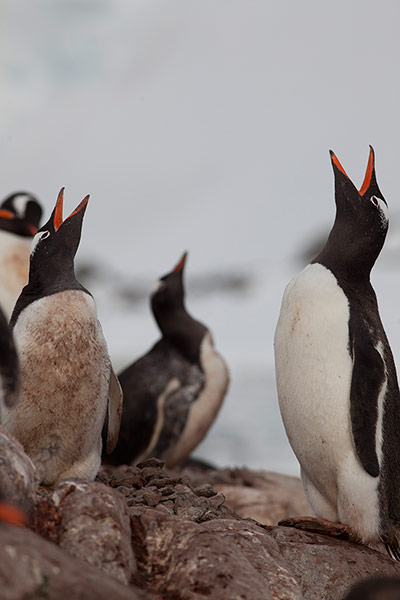 Antarctica skiing gallery: Antarctica skiing gallery