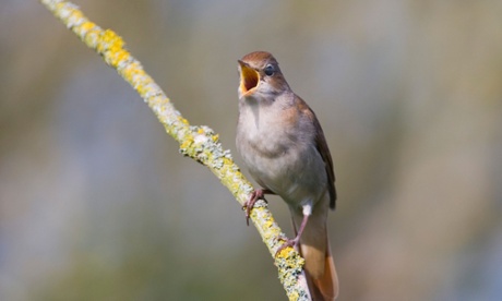 A nightingale in full voice. A colony of 85 male birds in Kent is the largest remaining in the UK. It is threatened by a housing development. Biodiversity offsetting, the relocation of the birds and habitat, has been proposed as a solution to the impasse.