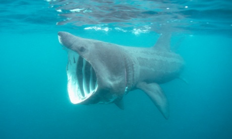 A basking shark.