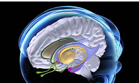 ANATOMY OF THE BRAIN