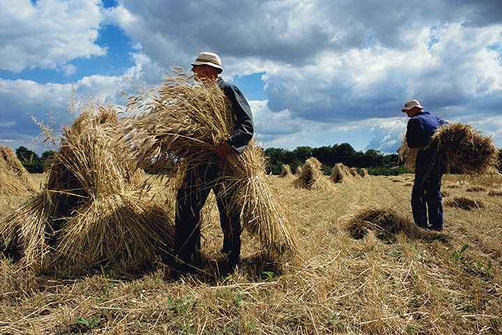 East Anglia - Weekend: men collecting straw and hay in field