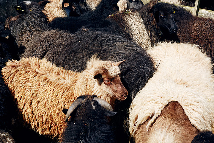 Faroe Islands: Gripping Yarns Faroe Islands