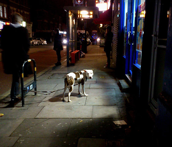 Your Pictures - Culture: Dog on street in London at night time