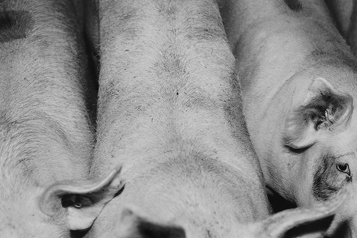 Prix Pictet shortlist: Michael Schmidt, Lebensmittel 2