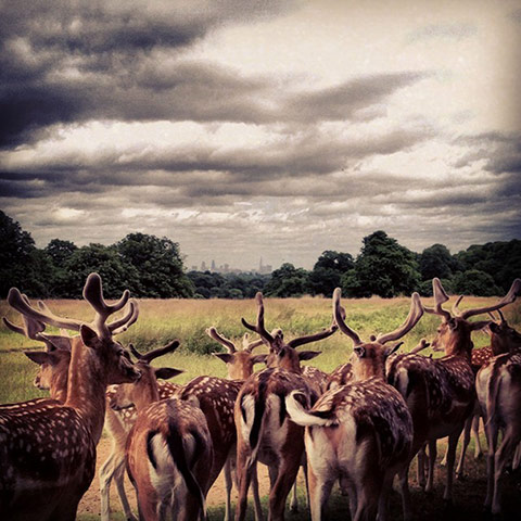 BestBritishViews: City skyline from Richmond Park, London
