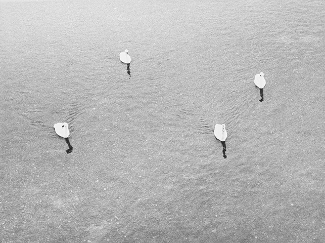 DEUTSCHE BÖRSE PRIZE: Jochen Lempert. Untitled (four swans), 2006 
