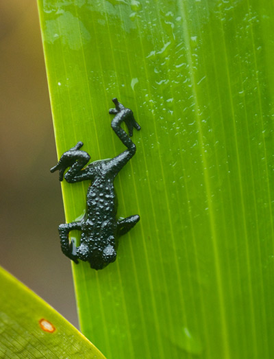 Nature reserves: Roraima Black Frog