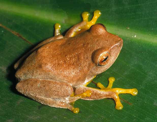 Nature reserves: Central Highlands of Sri Lanka World Heritage SiteThe forests of Sri Lanka