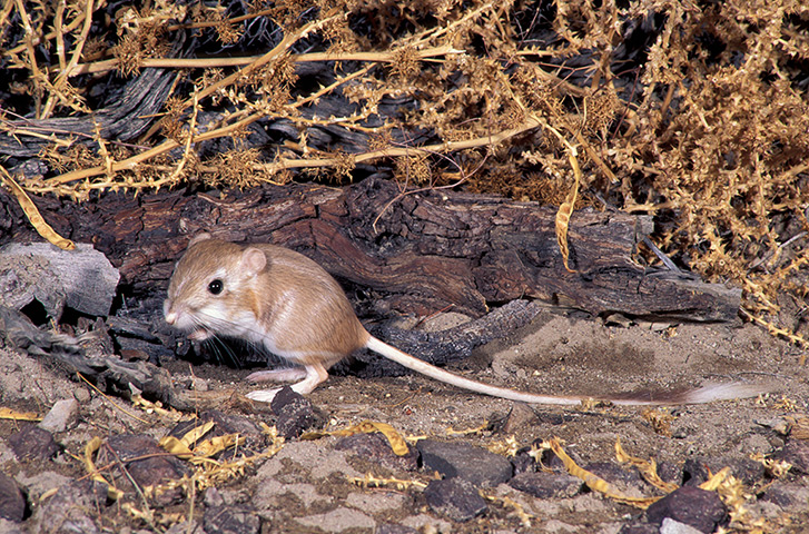 Nature reserves: Kangaroo Rat, Desert Dipodomys deserti, California, 