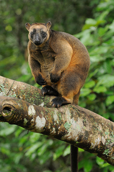 Nature reserves: Lumholtz's Tree Kangaroo (Dendrolagus lumholtzi) in north Queensland, Austr