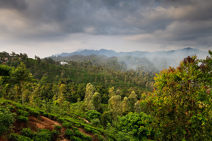 Nature reserves: Central Highlands of Sri Lanka World Heritage Site