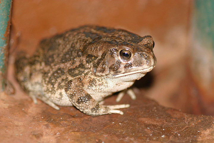 Nature reserves: A Leopard Toad