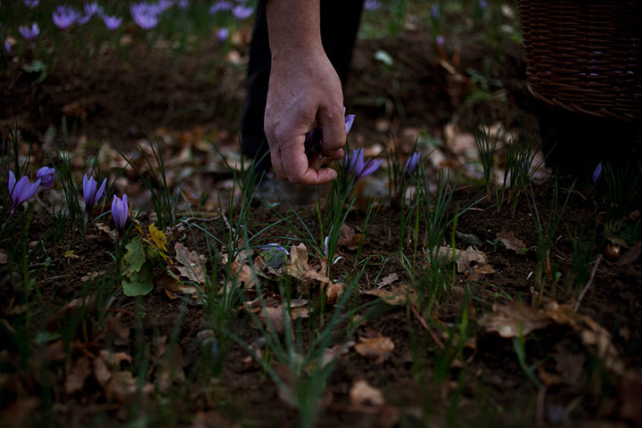 Saffron: Picking English saffron