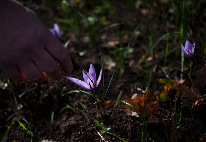 Saffron: Picking English Saffron