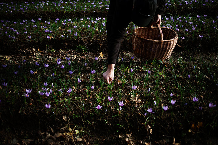 Saffron: Picking English Saffron