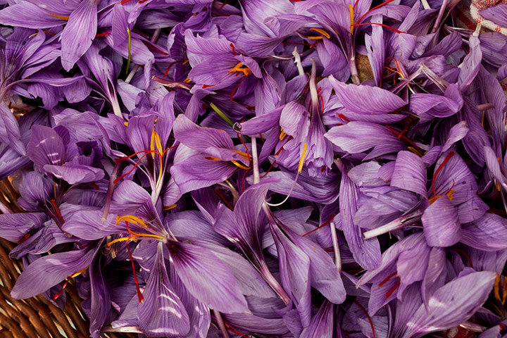 Saffron: Picking English Saffron