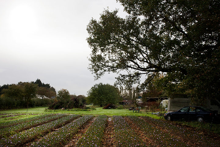 Saffron: English Saffron Field in Essex