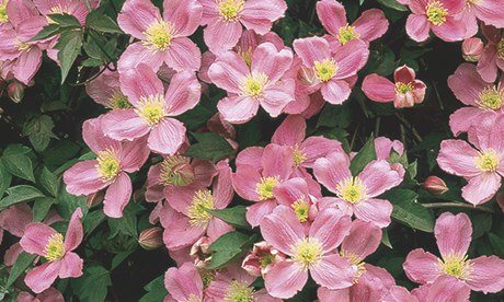 Clematis montana rubens ‘Tetrarose’ can be pruned to hug a wall ...