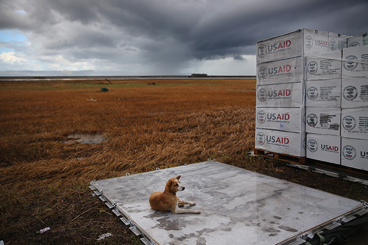 Philippines survivors: A dog lies next to US AID relief aid in Leyte